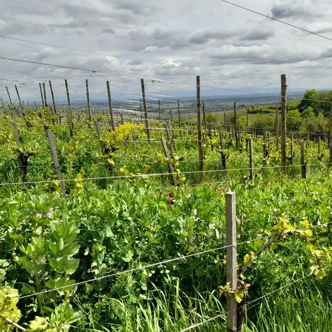 Springtime in Grand Cru Hengst - lush green, moody clouds and vibrant colours. @vinsalsace #mastersofwine #mwalsacejuratrip @mastersofwine #wine