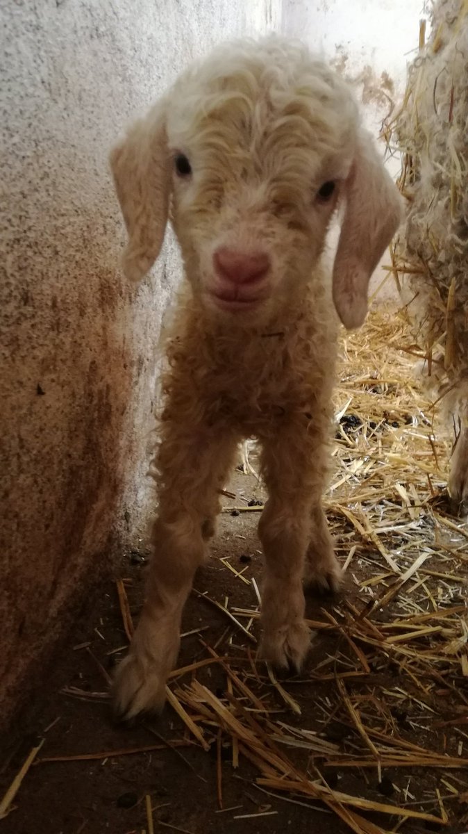 FincaLaHuerfana's tweet photo. ¿Habíais visto alguna vez una cabra de angora con 24 horas de vida? https://t.co/3XpN93St4T