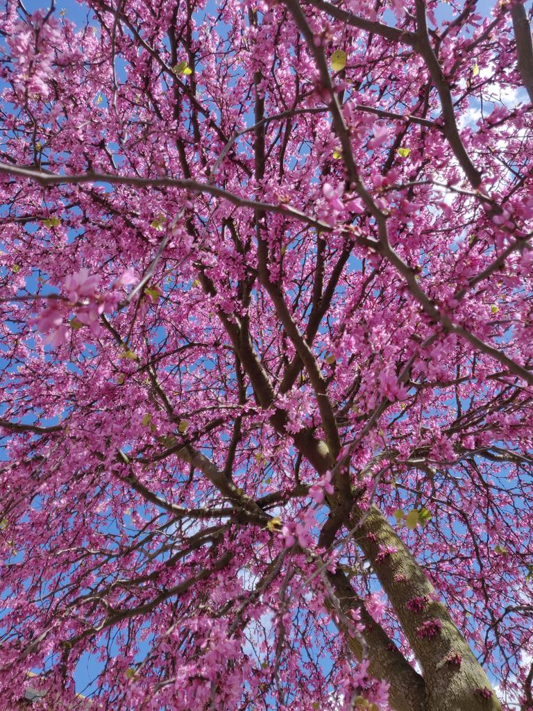 I think this might just be the prettiest blossom photo I've ever taken, so obviously I had to post it immediately 😂🌸❤️ #BlossomWatch #amwriting