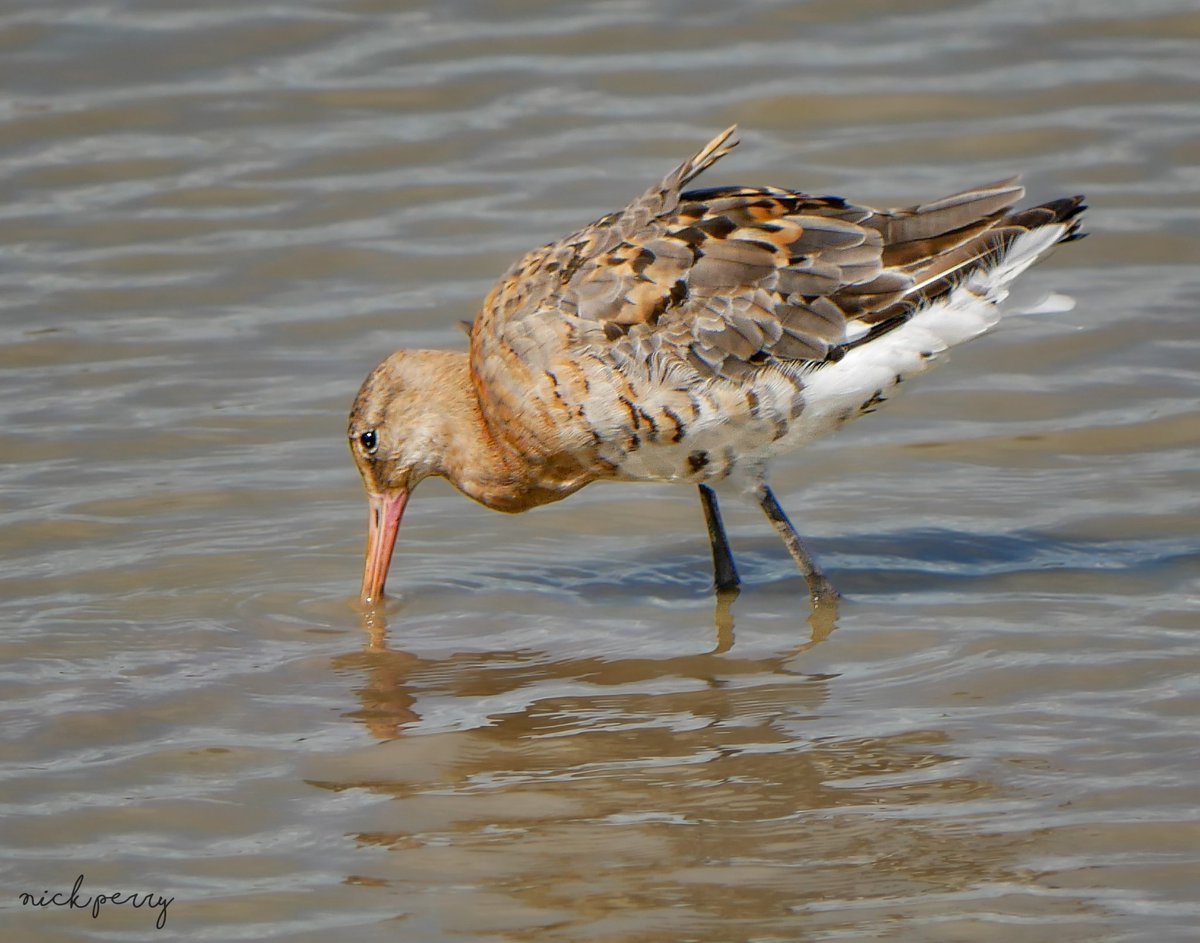 Black tailed Godwit.
#TwitterNaturecommunity
#TwitterNaturePhotography 
#WaderWednesday 
#WetlandConservation 
#NatureTherapy🏴󠁧󠁢󠁷󠁬󠁳󠁿