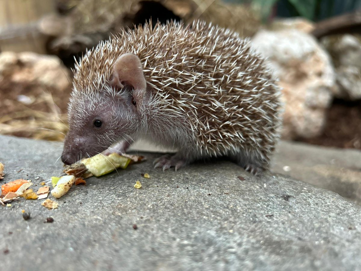zoodeparis's tweet photo. 👉Le petit tenrec est une espèce arrivée en 2023 au Parc zoologique de Paris et récemment deux femelles ont rejoint le mâle.
🔎En savoir plus : https://t.co/IeyJgQOPJj
#arrivée #zoo #animaux #tenrec https://t.co/2d6XDfNZMF