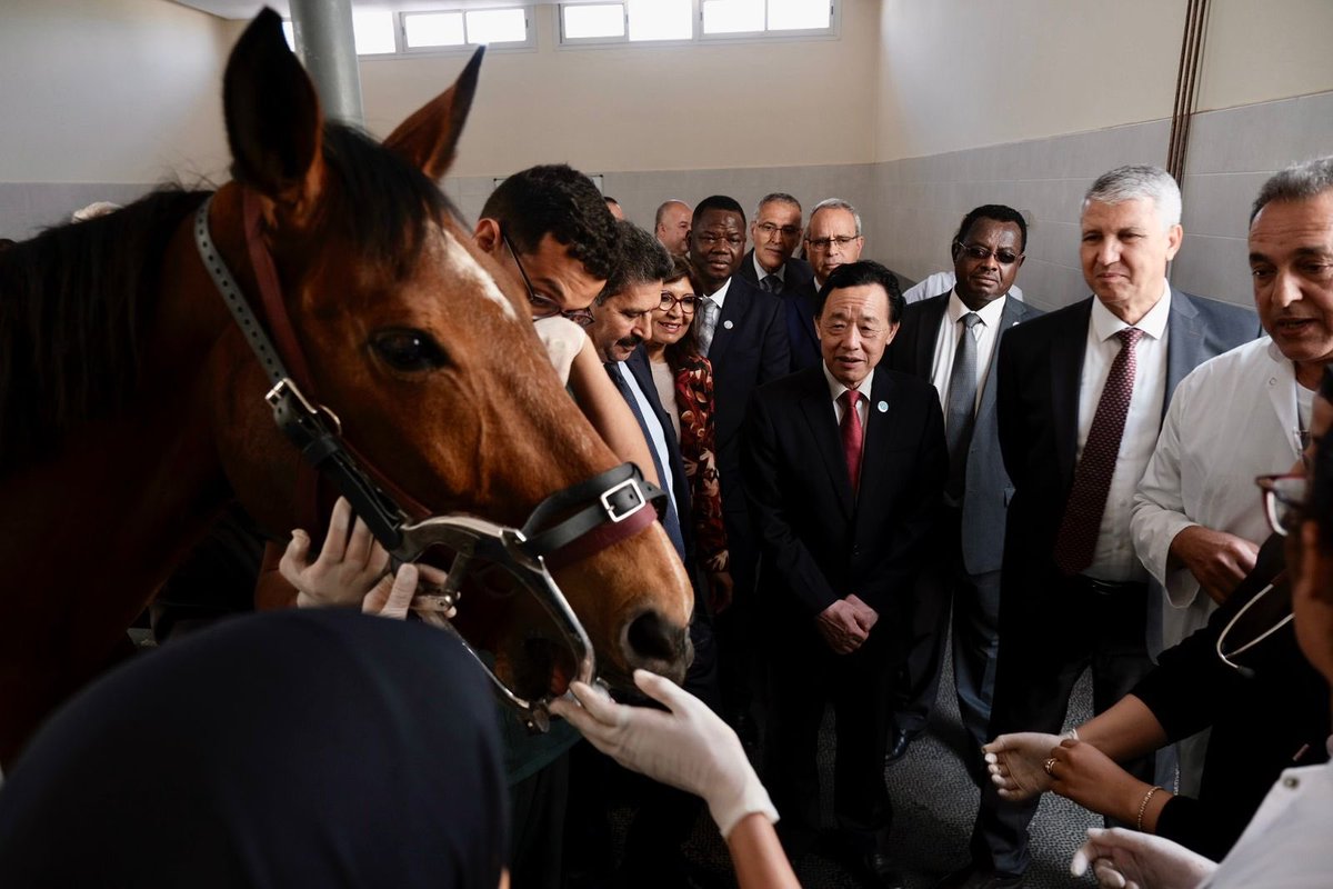 Education, research and innovation are the focus at the Equine Clinic of Morocco’s Hassan II Agronomic and Veterinary Institute. The @FAODG Qu Dongyu toured the site on the first day of his visit to the Kingdom of Morocco for #ARC33.