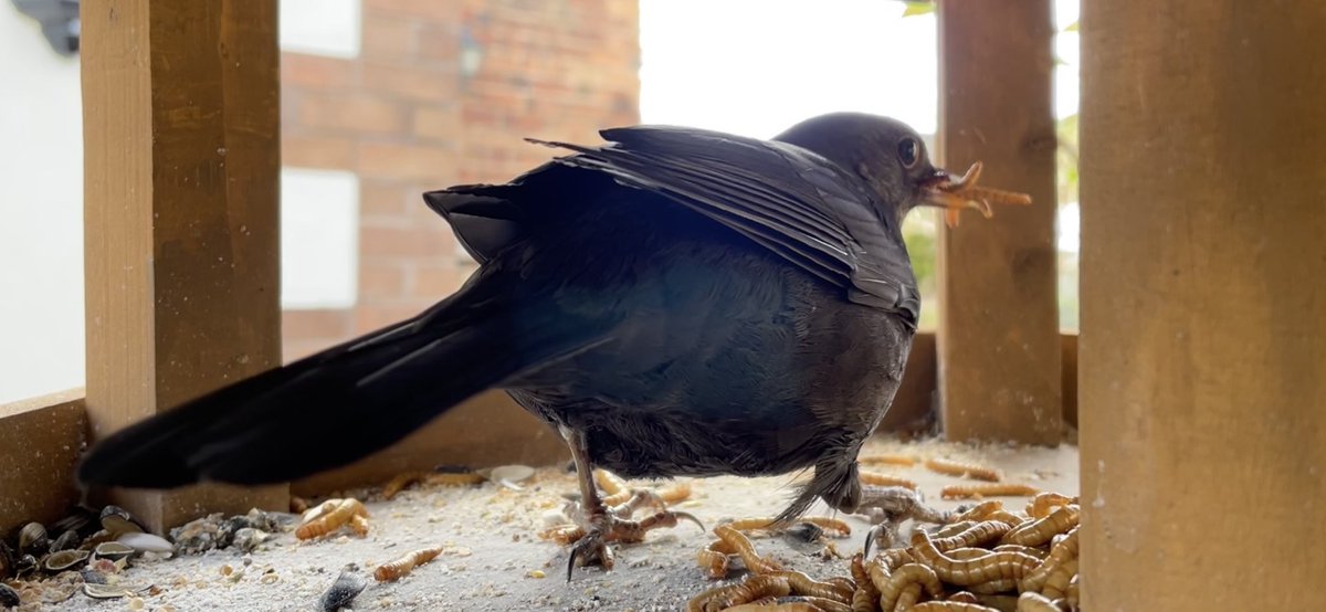 kalarific's tweet photo. #blackbirds are busy feasting in our garden. I’m guessing we have babies nearby 🥰🤩 https://t.co/x31djrPMYe