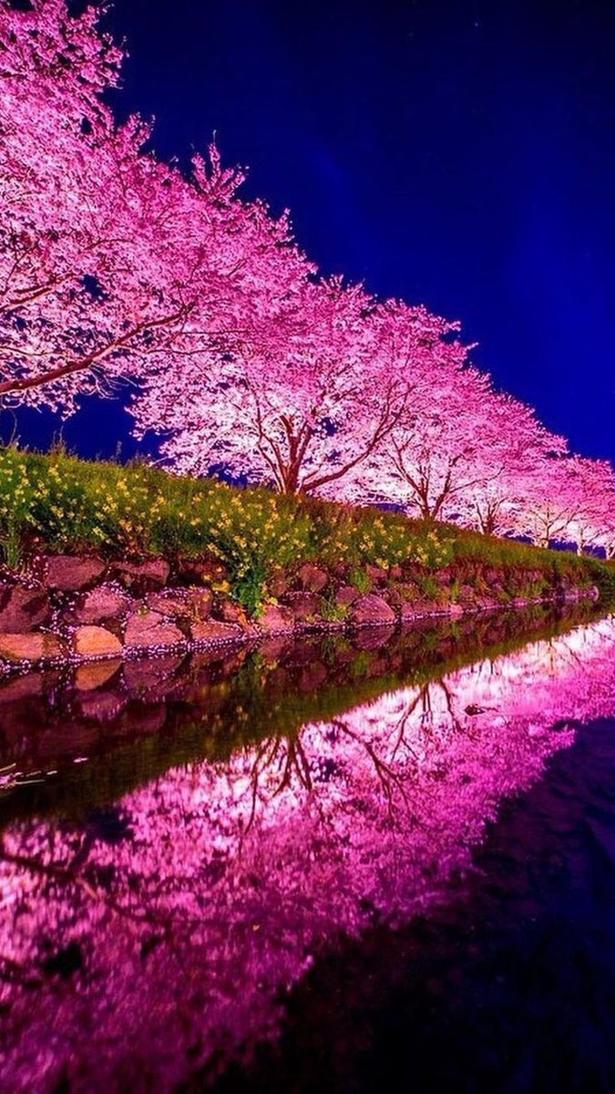 Looks amazing, Japan