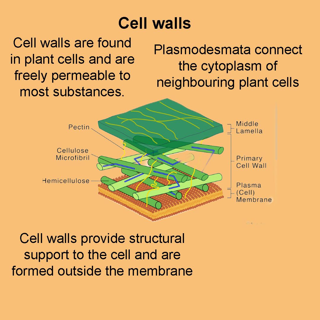 Let's take a look at the structure of cell walls. Remember, these are only found in plants! #alevel #biology #ocr #plants #cells #cellwall #trending #explore #science #STEM #ioteach