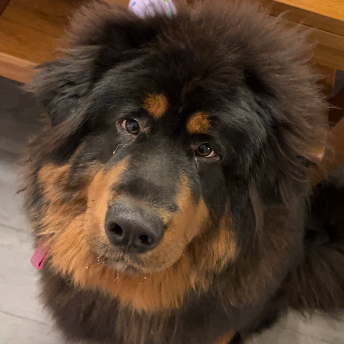 Say hello to beautiful Narla, a Tibetan Mastiff female; 2 years of age.
She is looking for a new home due to family breakdown and is currently in the #NorthEast  of England. 
#Newcastle #Sunderland #Seaton #Middlesbrough #WhitleyBay #Darlington #Alnwick