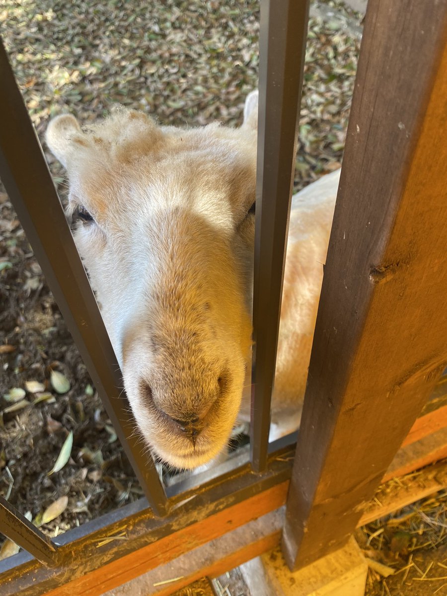 TK12149072's tweet photo. ヤギのシロちゃんとユキちゃんを探しに、、
行ったわけではないんですが、ちょうどあの動画が出た日に愛知牧場行ってました。
動物も可愛かったし、ネモフィラと菜の花が圧巻でした🌼
写真撮り忘れたけどミルクジェラートも最高でした！ https://t.co/F0SQ8cUJ0O