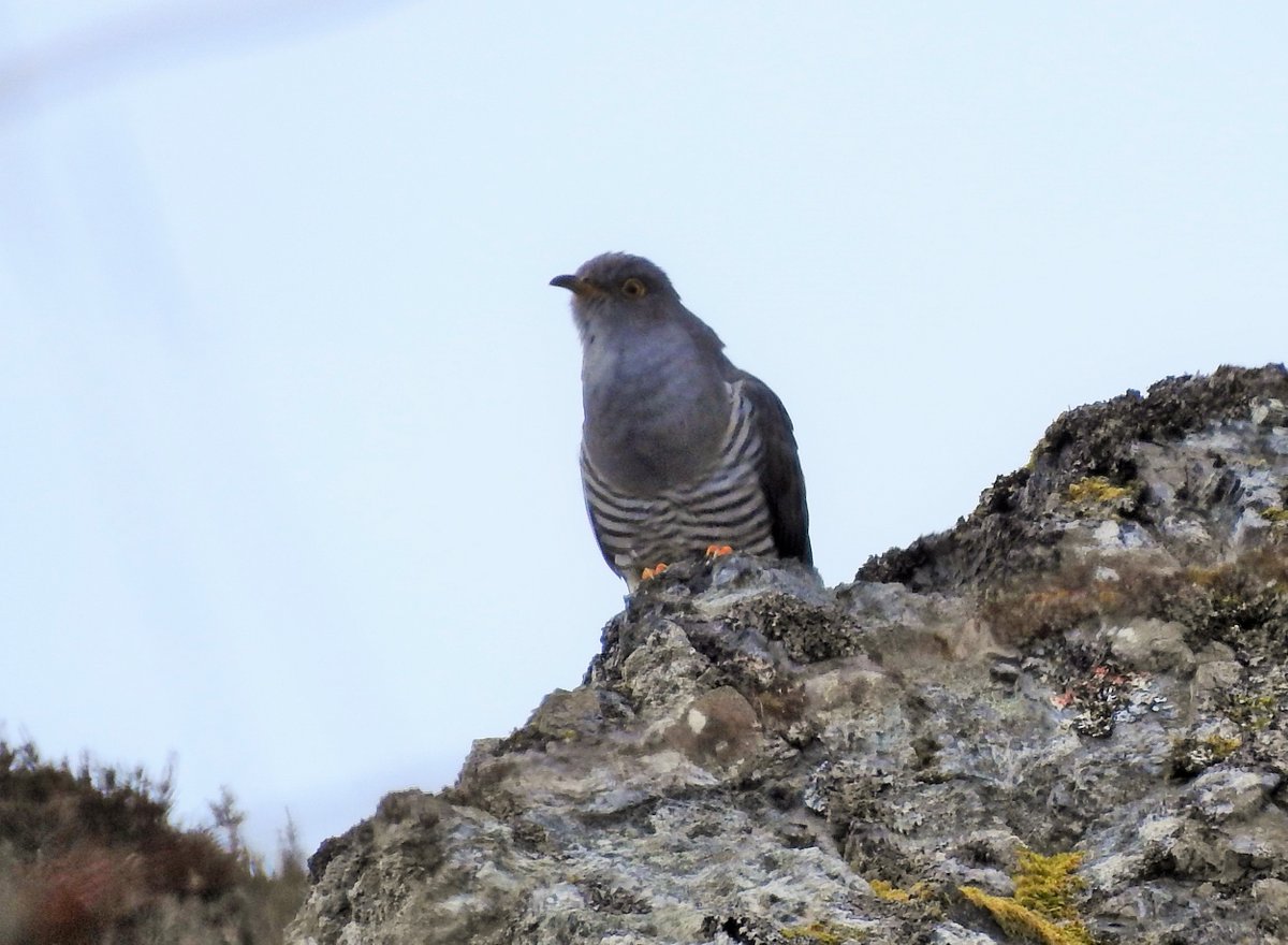 Our first Cuckoo of the year is back on Barra and singing strongly along with a nice arrival of migrants including our first returning Sand Martins and Common Sandpiper. There must be a Corncrake or two out there somewhere...