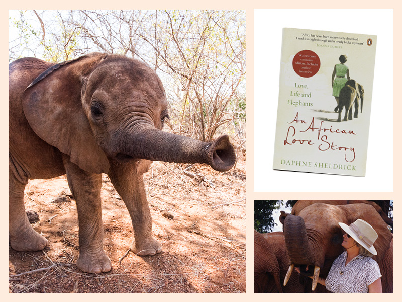 ‘Love, Life & Elephants’ is back in stock! Dive into the extraordinary life of the SWT’s late Founder, Dame Daphne Sheldrick, in her best-selling story of romance, life in Kenya & elephants. Charting Daphne’s life and love of wildlife, it’s a heart-warming must-read & the perfect…