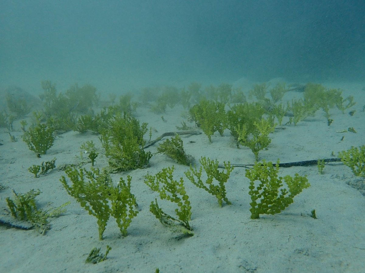 #RecercaUIB | 🌊🪸 Un estudi liderat per l'@IMEDEA_UIB_CSIC revela que les algues tropicals avancen pel Mediterrani a un ritme sense precedents. ➡️ El futur escalfament del #Mediterrani podria continuar afavorint l'expansió d'aquestes espècies. 🔗diari.uib.cat/Hemeroteca/Les…