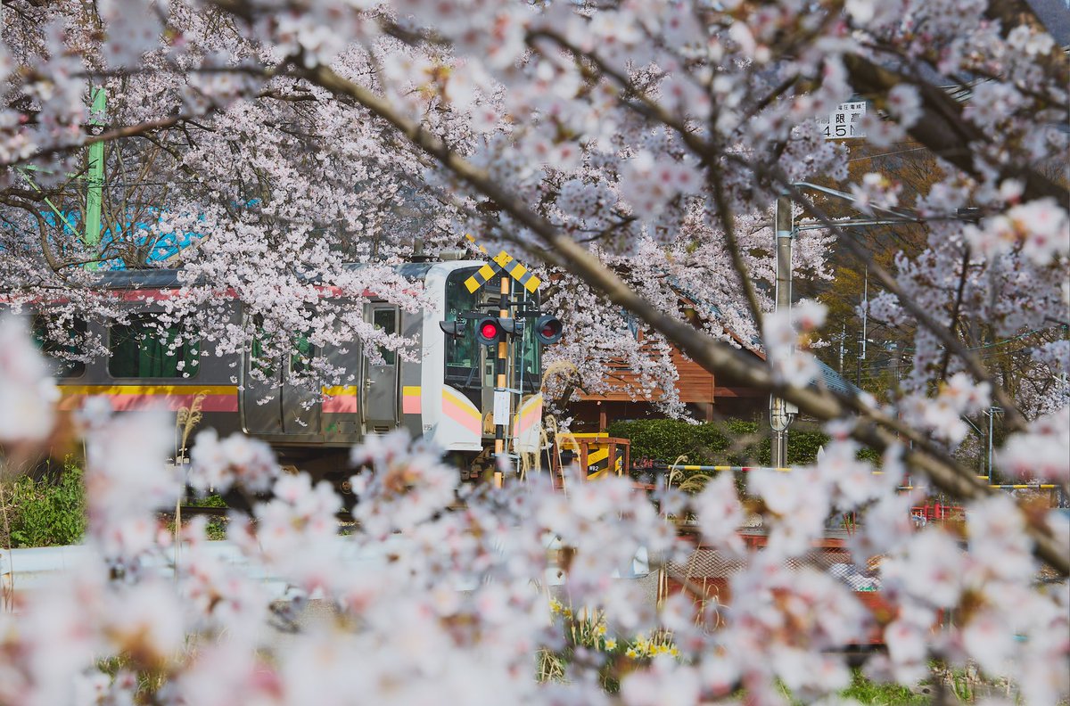 桜トレイン

#photography #cherryblossom #tokyocameraclub #東京カメラ部 #my_eos_photo #canonphotography #キヤノン党でほめあいたい