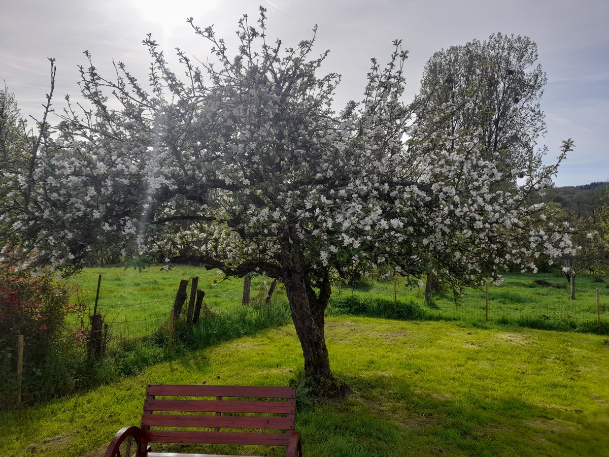 Een van de appelbomen prachtig met bloesem.