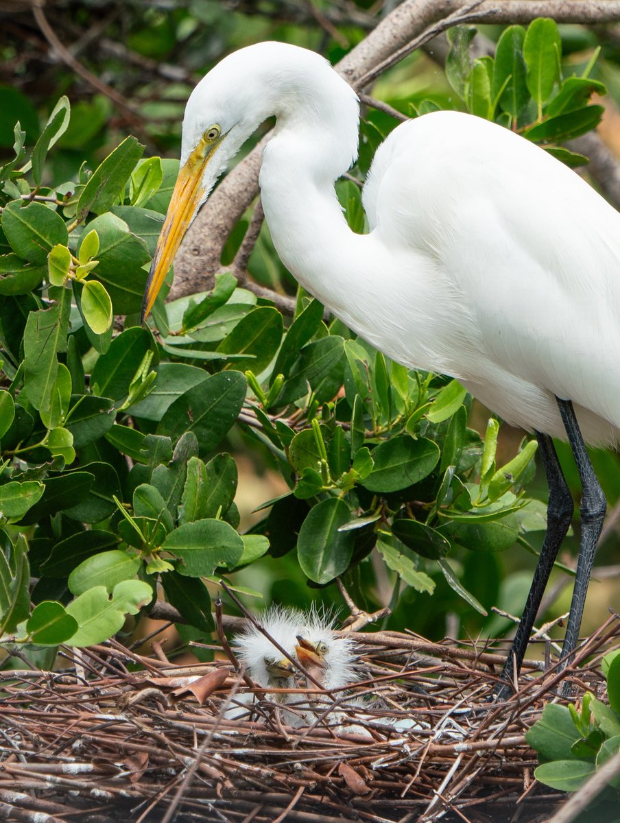 It's that time of the year again! 🐣 Tiny great egrets are popping up from their nests all around our Alligator Bay. We suggest bringing your best camera lens or a pair of binoculars to get the best view of these adorable little ones.
