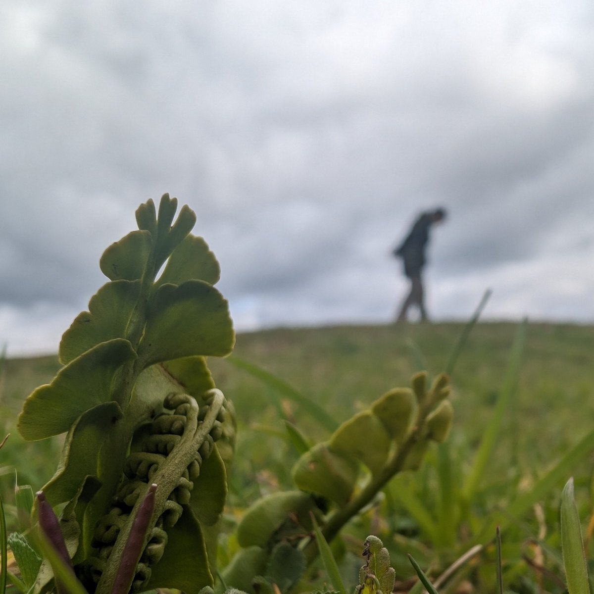 You may want to watch your step on the reserve! There are hundreds of Moonwort (Botrychium lunaria) plants starting to appear: In folklore this plant if stepped on can, unshoe horses, open locks and even get a maiden pregnant! #Moonwort #folklore #myths