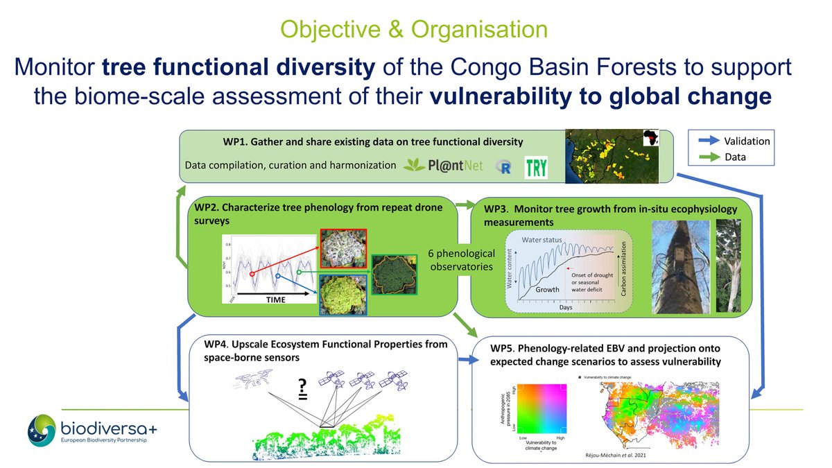 #CoForFunc monitors tree functional diversity in Congo Basin Forests to support assessment of their vulnerability to global change. They combine repeat drone surveys of canopy tree phenology with in-situ eco-physiology measurements, and satellite remote sensing. #BiodivMonTallin