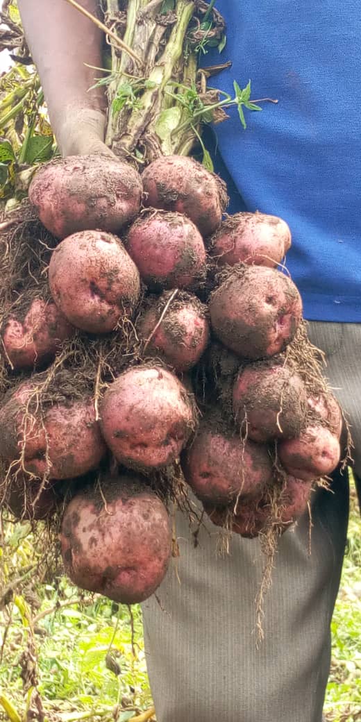 Farmers' Potato Academy (FPA) in Rwanda tweet media