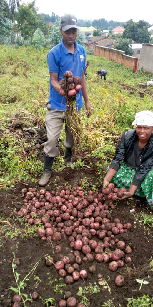 Farmer to farmer learning has produced what you see now #KinigivarietyC2  #Kampangacoop. Keep up good work <a href="/Agriterra/">Agriterra</a> <a href="/AgriterraRwanda/">Agriterra Rwanda</a> <a href="/Agripool_advice/">Agriterra Agripool</a> <a href="/giesensander/">sander giesen</a>
