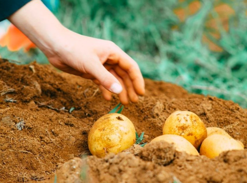 British Potato tweet media