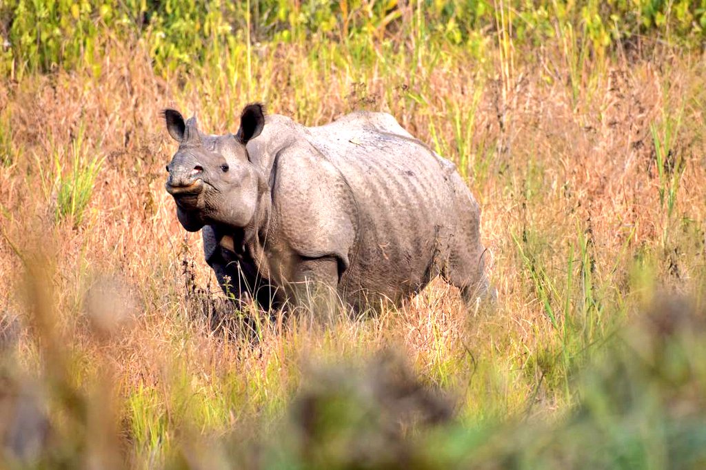 Rhino success story From only 14 #rhinos in 1985, which was an all-time low, there are now 292 animals in #Jaldapara national park. #westbengal #conservation @ParveenKaswan @pargaien @rameshpandeyifs @savetherhino @JaldaparaJungle tehelka.com/conserving-rhi…