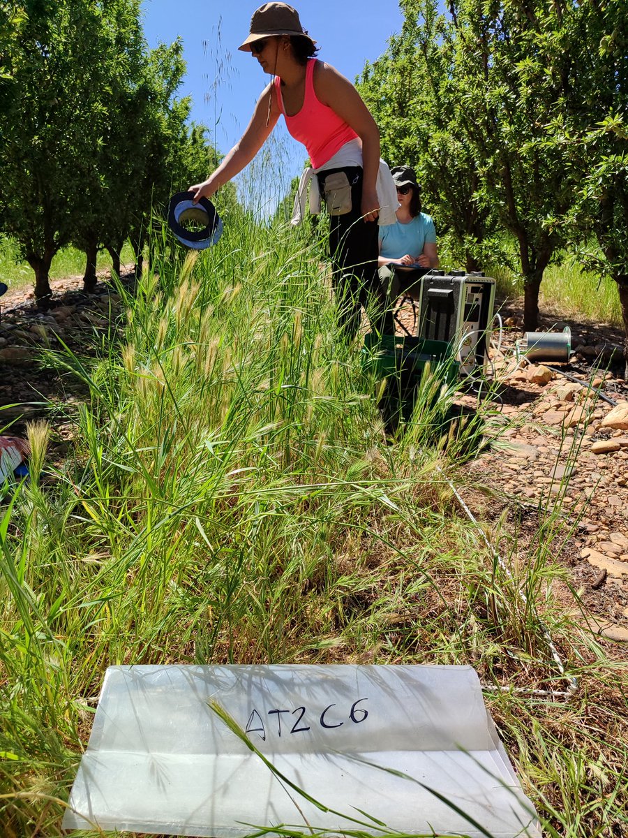 zornoza_raul's tweet photo. We continue our field campaign in different orchards from central Spain to assess the effect of cover crops on soil functionality and carbon sequestration and storage #climcover project @CienciaGob @UPCToficial @etsiaupct @miriam_valverde @elena_samper @MohamedMdaini8 https://t.co/5yP0SrMKhf