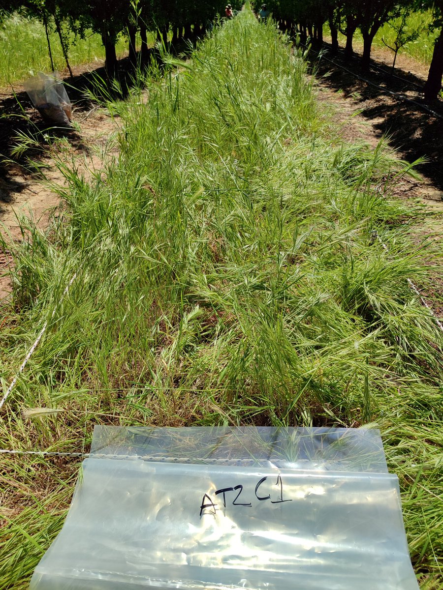 zornoza_raul's tweet photo. We continue our field campaign in different orchards from central Spain to assess the effect of cover crops on soil functionality and carbon sequestration and storage #climcover project @CienciaGob @UPCToficial @etsiaupct @miriam_valverde @elena_samper @MohamedMdaini8 https://t.co/5yP0SrMKhf