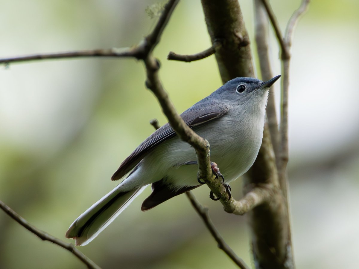 I may not have gotten any warbler photos yesterday, but at least this Blue-gray Gnatcatcher sat still long enough to get a good snap!