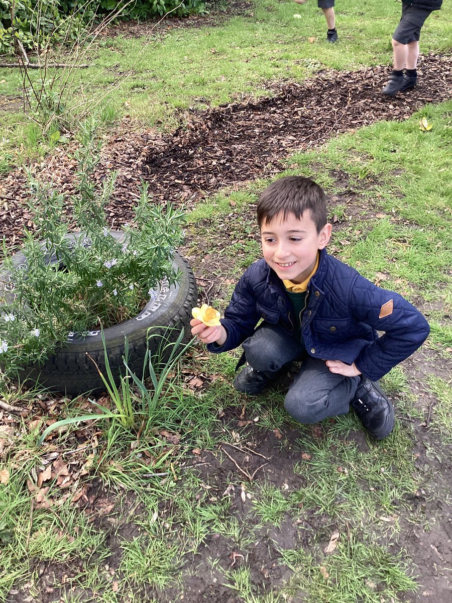 Year2Markeaton's tweet image. We’ve been scientists today looking for plants in our school grounds and identifying them. 
#MPSScience