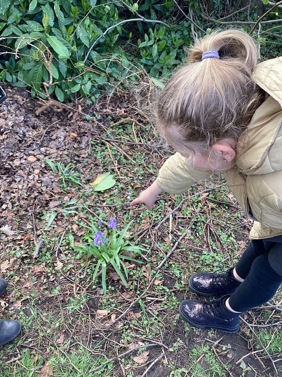 Year2Markeaton's tweet image. We’ve been scientists today looking for plants in our school grounds and identifying them. 
#MPSScience