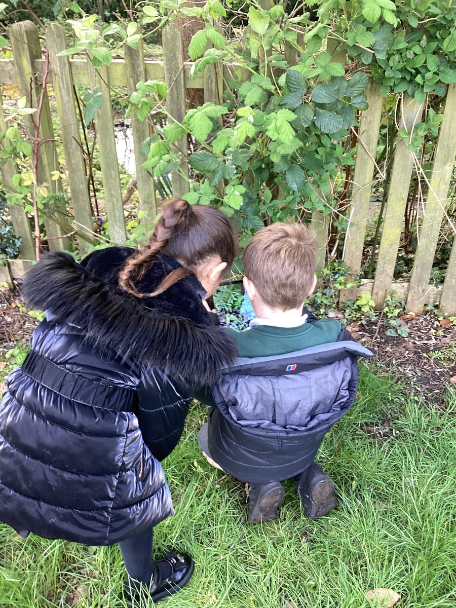 Year2Markeaton's tweet image. We’ve been scientists today looking for plants in our school grounds and identifying them. 
#MPSScience