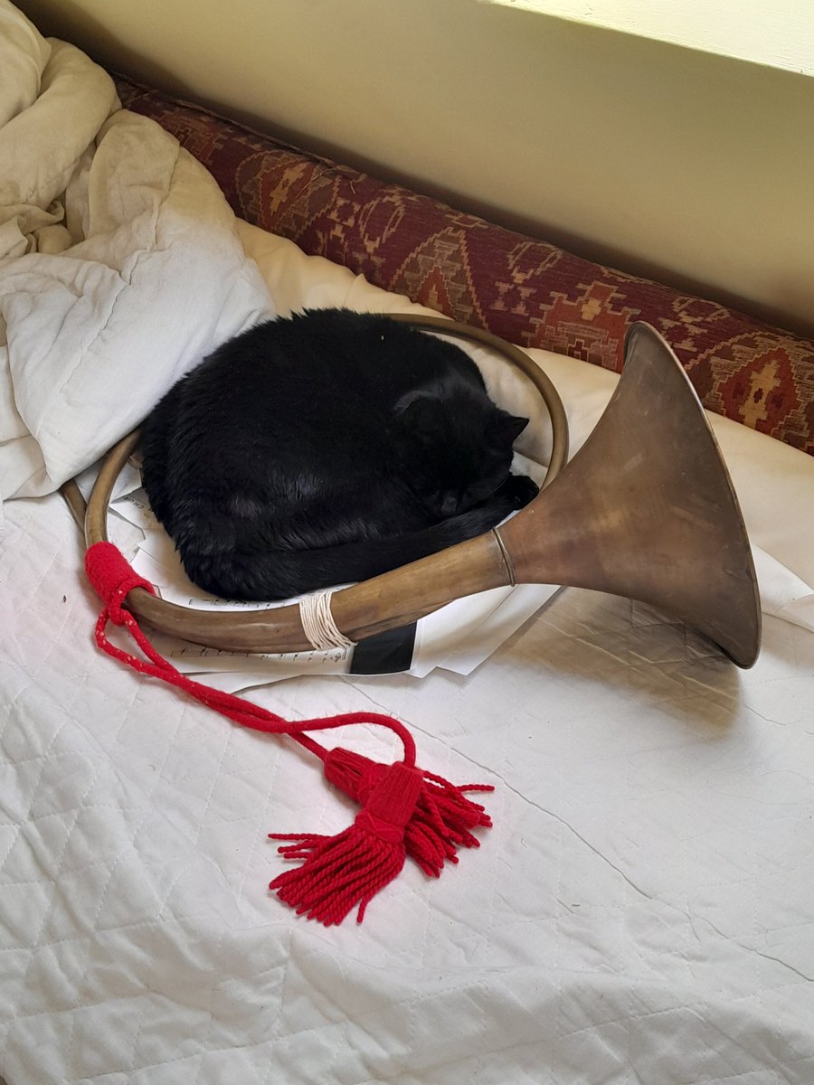 For people who like cats and french horns. #cat #frenchhorn #musicalcats