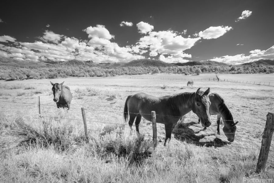 Black and White photography of horses from Colorado. #art #landscapephoto #photography #colorado  #wallart #art4sale #artlovers buff.ly/3JoeNR3