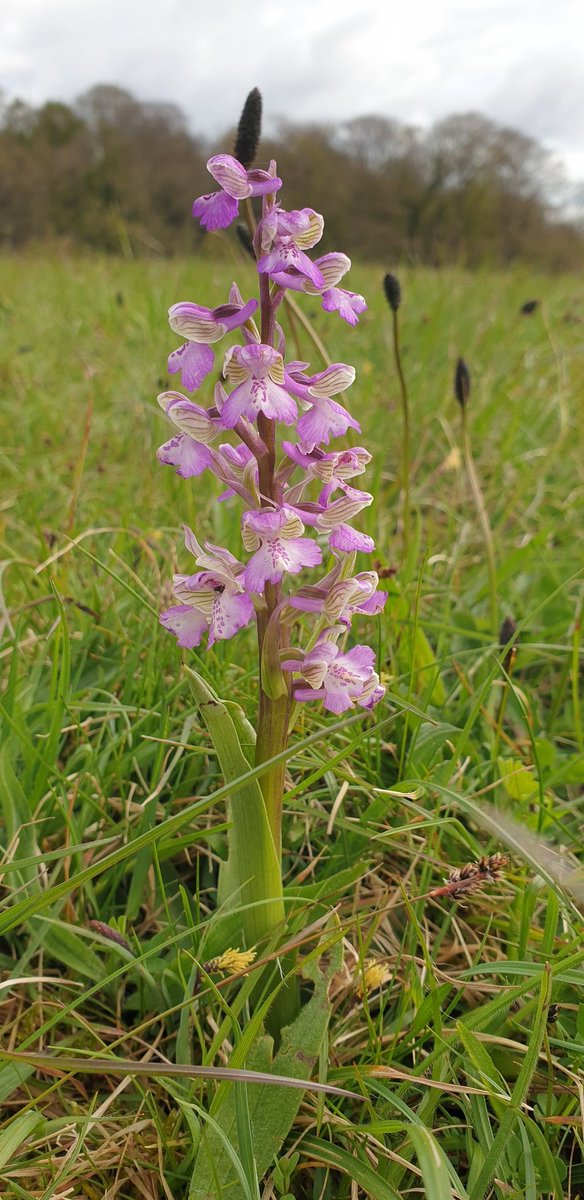 One of the gorgeous Green-winged Orchids (Anacamptis morio) at Ashton Court, Bristol, this individual modelling examples of extremely fine green wings - which give the orchid its common name. #NationalOrchidDay #wildflowerhour
