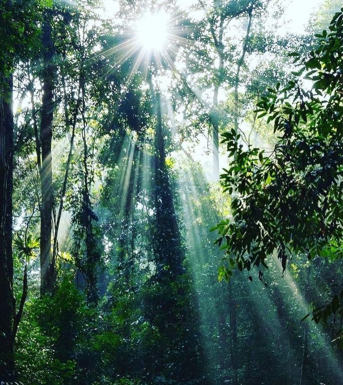 Put #Rwanda on ur bucket list & let us take u to #nyungwenationalpark & have an #amazing #chimpanzee #tracking adventure.

📩sahihiafricatours@gmail.com 

#Travel #fly #vacation #ExploreMore #CoupleGoals #USA #Kigali #wildlife #NatureLover #visitrwanda #summervibes #SoloTravel