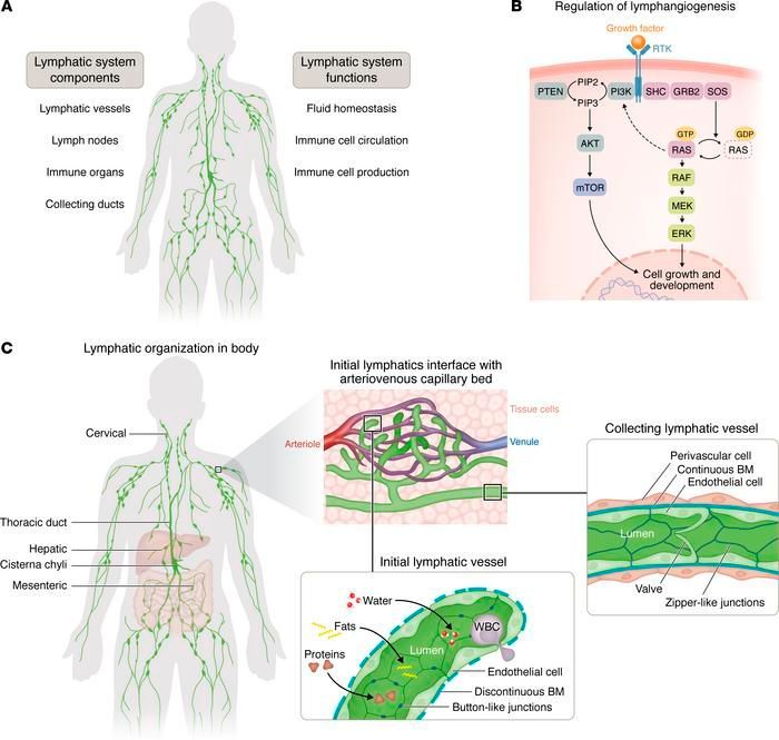 #Review: Central conducting lymphatic anomaly: from bench to bedside: buff.ly/3xOuDSv @NIH The review is part of our latest #ReviewSeries: Vascular Malformations: buff.ly/49FhecX