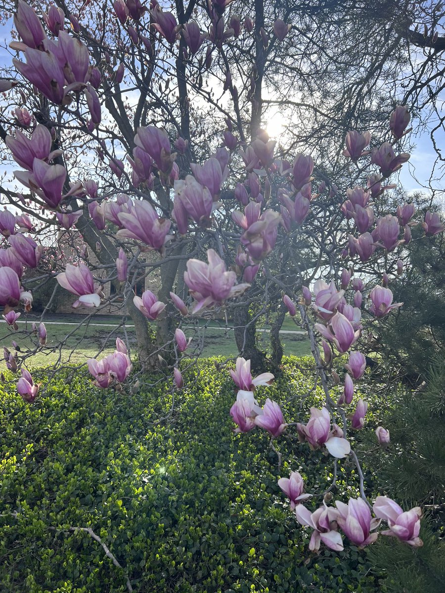 💜Magnolias have arrived!💜