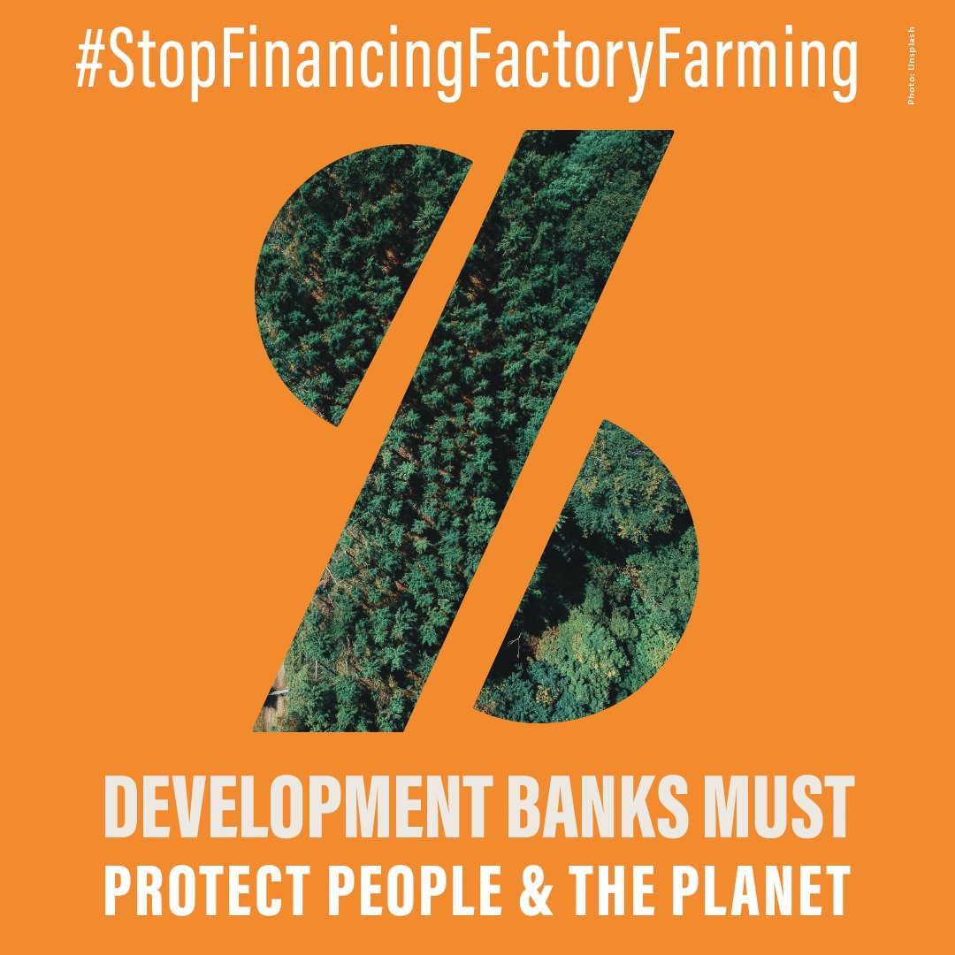 We will deliver 160,000 citizen petitions & 280 NGO signatories to @WorldBank President Ajay Banga during the Spring Meetings this week to demand the Bank #StopFinancingFactoryFarming around the globe with billions of our taxpayer dollars. RT to stand with us!