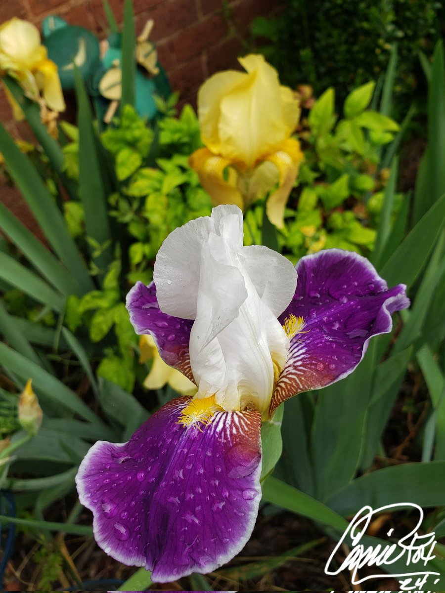 #BackyardBeauties Peach & purple stunners. 1st time the purple & white Iris bloomed in years! #DailyBlooms #PetalPusher #FlowerBeds #CassieJFoxPhotos 📷 #CazFoxMedia #WhitmireSC #SumterNationalForest #Bloomers #NaturePhotography #PearOfThePiedmont #Gardens #Iris