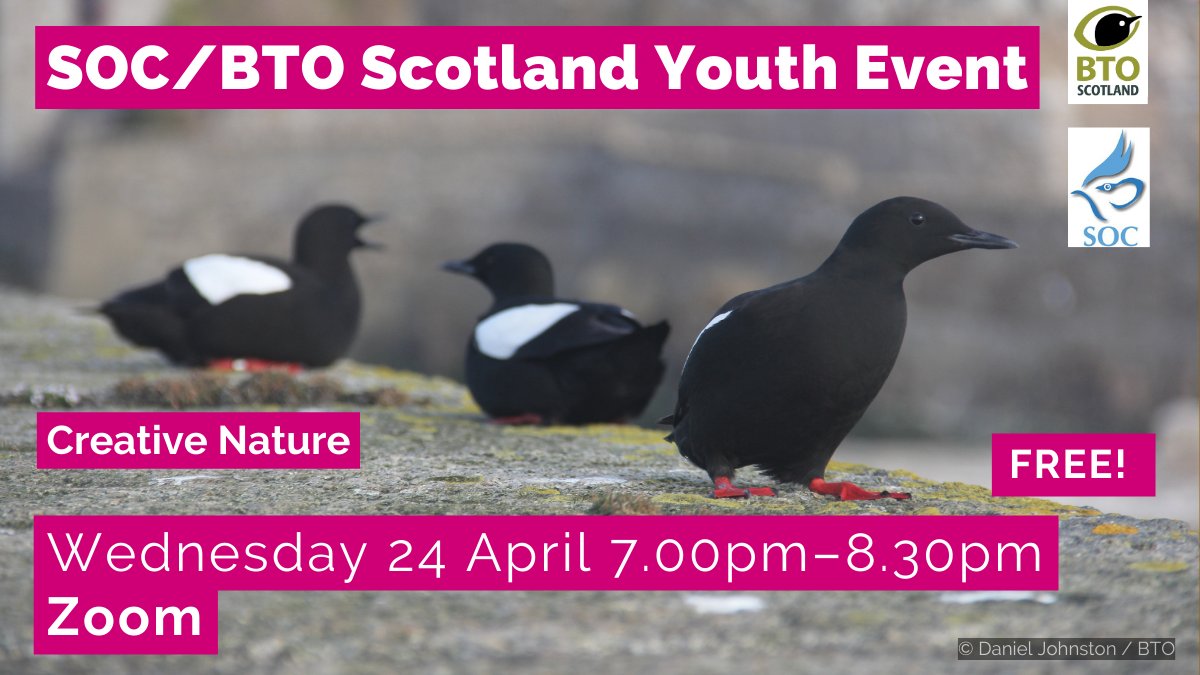 Join us (and @ScottishBirding) this Wednesday for another free online Youth Event! This should be another good one 🎨🎥👩‍🎨 - details here: the-soc.org.uk/pages/soc-bto-…