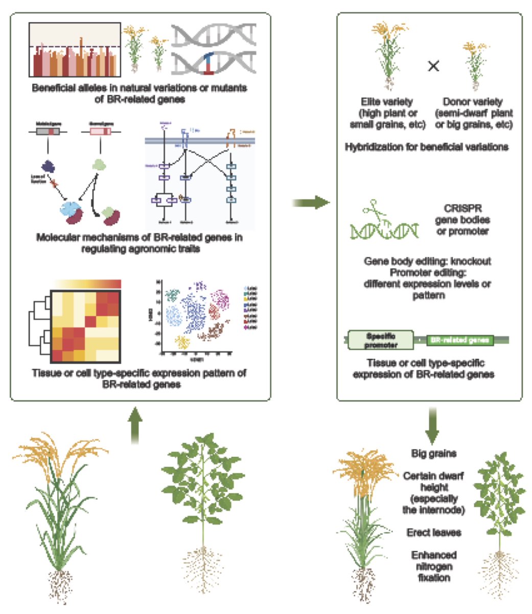 🔥Advance Access🔥Review in Upcoming Special Issue 'Brassinosteroids' Functions and Mechanisms of Brassinosteroids in Regulating Crop Agronomic Traits doi.org/10.1093/pcp/pc… Xu Chen, Xiaotong Hu, Jianjun Jiang, Xuelu Wang