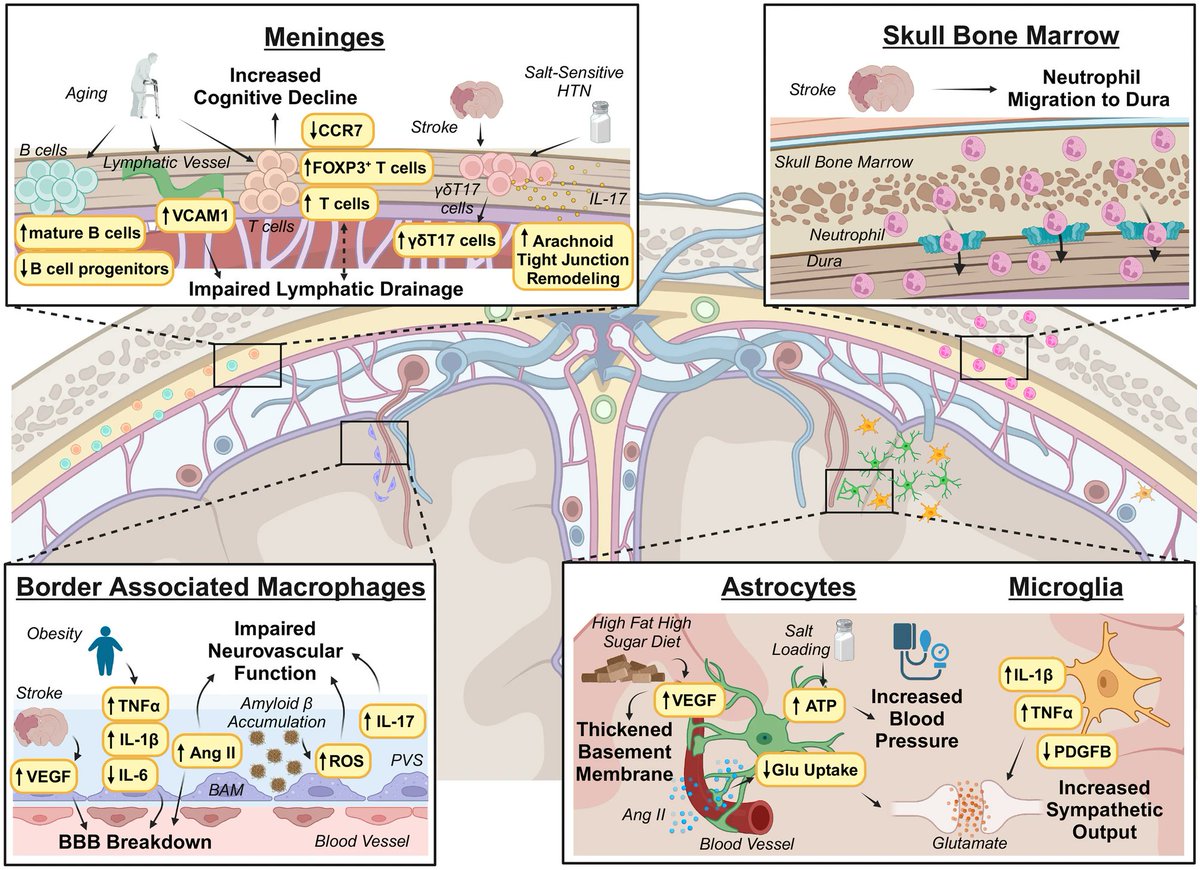 🔴 Neuroimmunology of Cardiovascular Disease #openaccess #2024Review 

link.springer.com/article/10.100…
 #CardioEd #MedEd #cardiotwitter #cardiology #medtwitter #medical #MedTwitter #MedX #meded #cardiox #cardioed #CardioTwitter #CVD #medicine