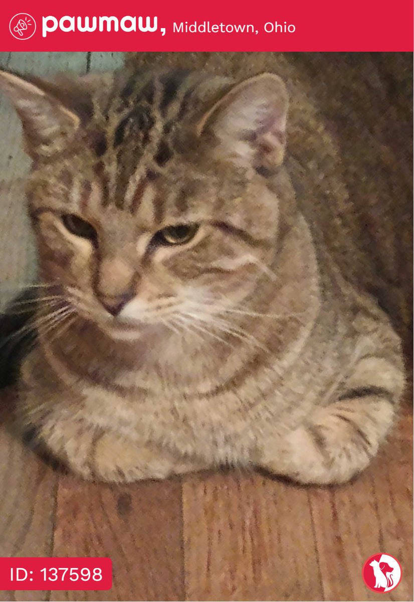 Stellar - Lost Cat in Middletown, Ohio, 45044

More Details:
pawmaw.com/lost-stellar/1…

#LostPetFlyers #pawmaw
#LostDog #LostPet #MissingDog
#LostCat #FoundDog #FoundPet