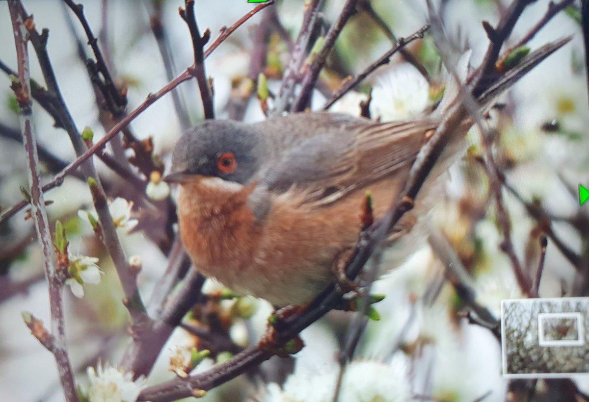 Western Subalpine Warbler in the bag. First life ✔️ of the year 😁