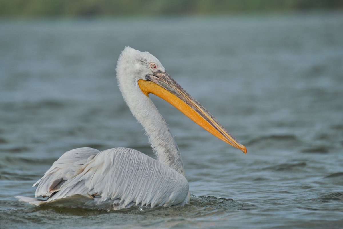 Dalmatian pelican - Pelecanus crispus

#wildlifephotography
#birdwatching
#danubedelta