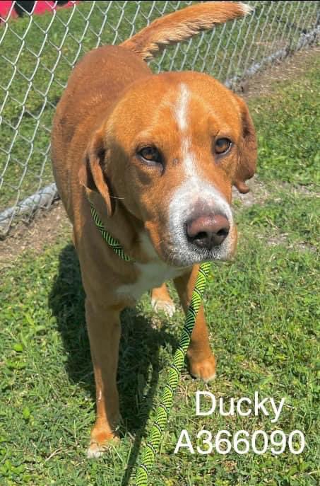 Beautiful orange Lab-mix DUCKY #A366090  a 5yo darling boy that has an injured back leg & puncture wounds around his little tail. Sweet,loving boy needs medical care,so PLZ #PLEDGE TO ATTRACT A RESCUE that will get him healthy & into a loving home.#CorpusChristi #Texas plz HELP