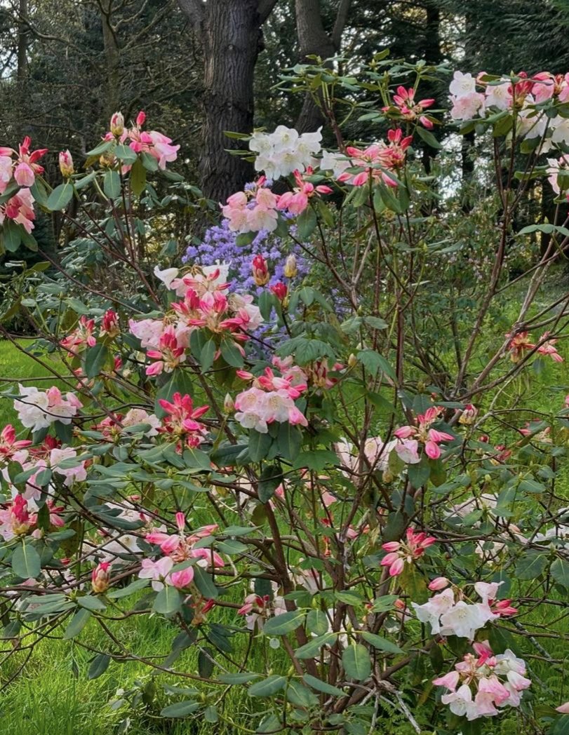 The beautiful Rhododendron ‘Penjerrick’ is coming into flower along the recently restored Penjerrick Walk at #BodnantGarden. With its gentle graduation from striking pinks to white, it’s a floral showstopper to match others in bloom around the garden. #NTWales #BlossomWatch
