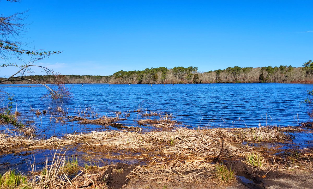 Spectacular #Spring morning at the East Reservoir in Bells Neck Conservation Area, West Harwich, #CapeCod. @ShiriSpear