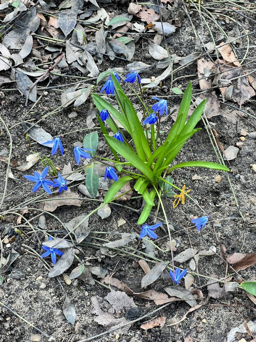 Gently spring blooming🌸🌱🌼🌱🌸🌱