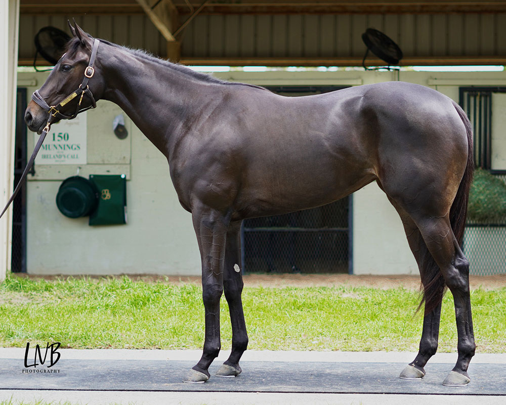 The @OBSSales April Sale kicked off on Tuesday! David and Christine Stack bred the $210,000 filly who led the way for the New York-bred program. @Pbhager's Taproot Bloodstock signed the ticket as agent for @clementstable. Full session one wrap: tinyurl.com/mshs5r6y