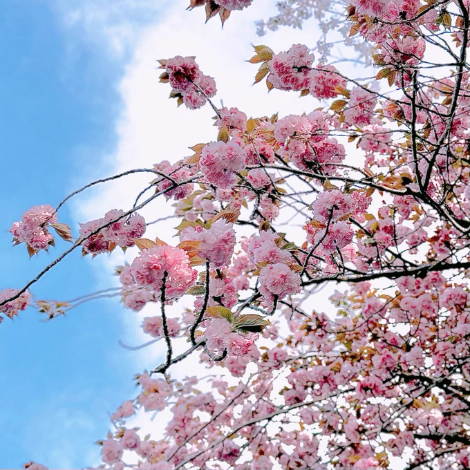 これは区役所行く時に見つけたなんかよく知らん品種だけどかわいかった桜っぽいやつ(たぶん桜) 
