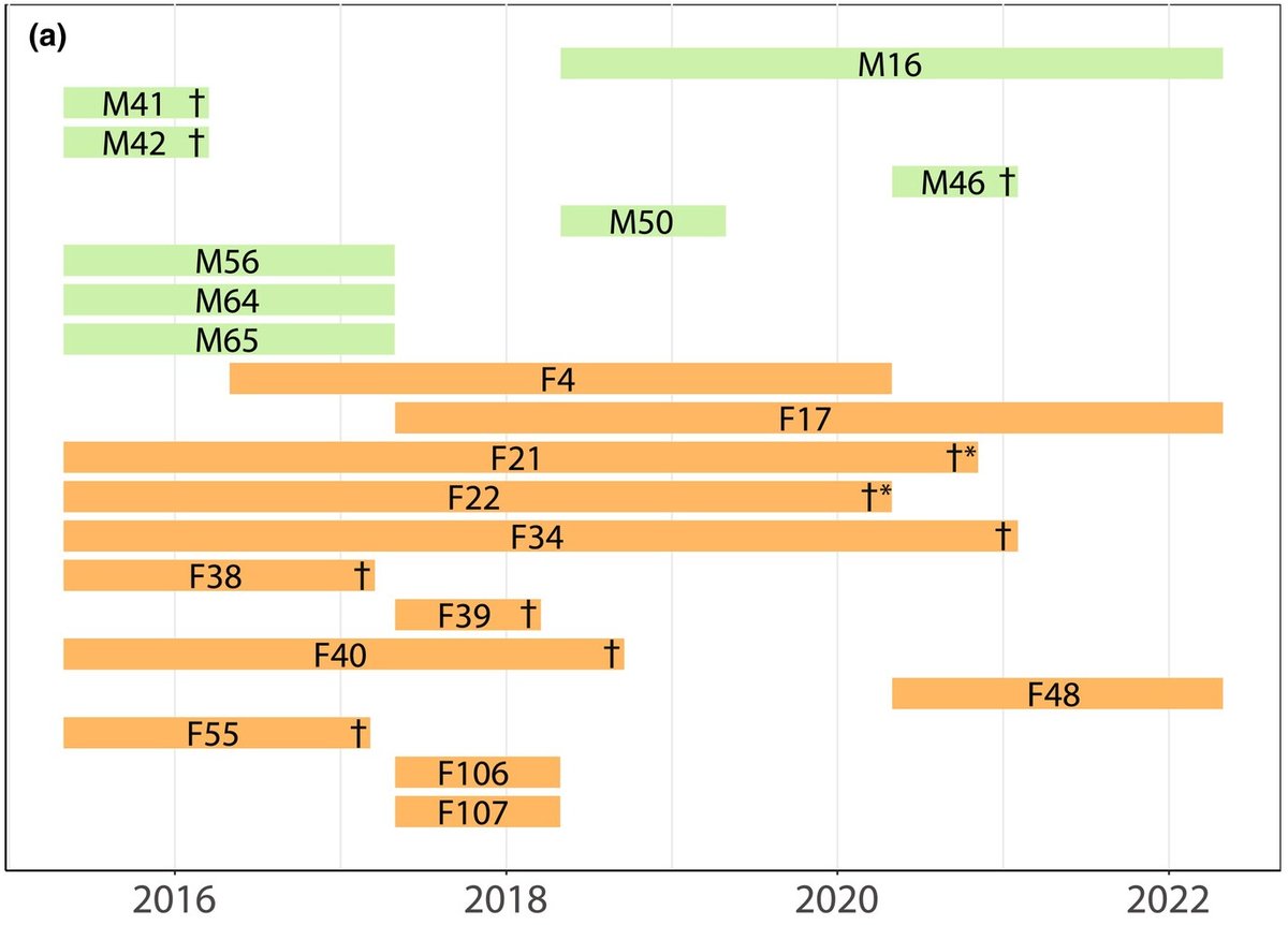 Here are all the individuals through time. Many wolf mortalities are due to human trappers (crosses) some natural (crosses with stars). For unknown reason, females persist for years but males don't and few even enter the population once M16 takes over. /3